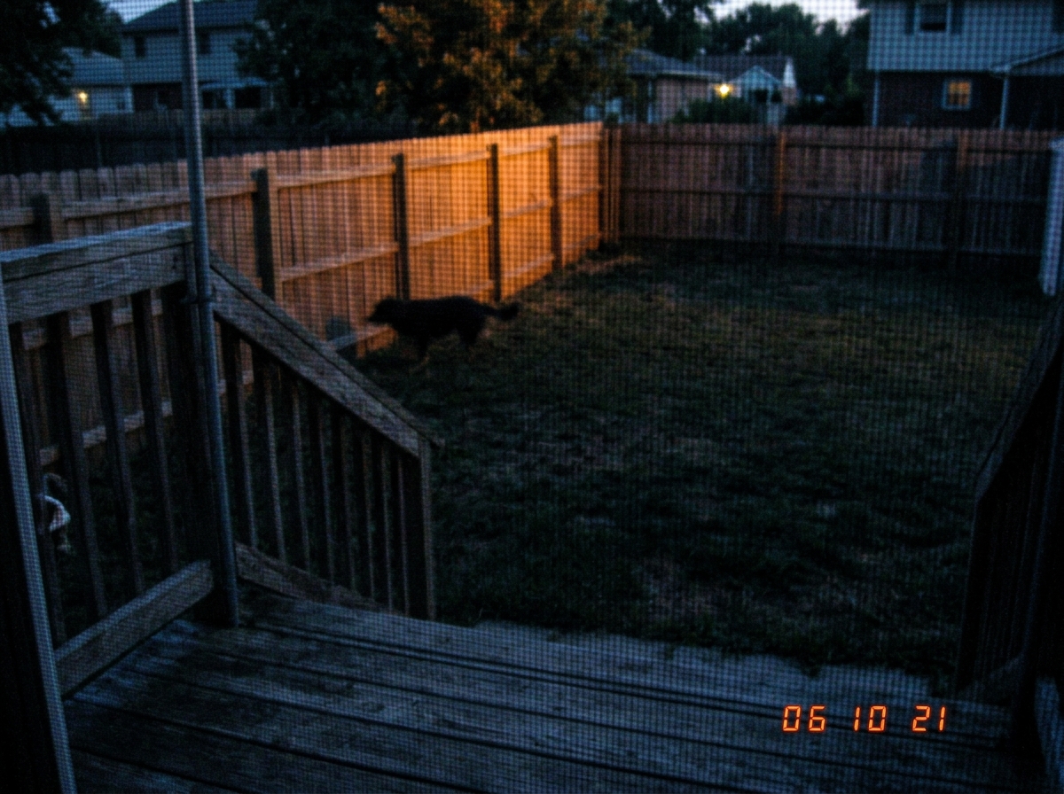 a slightly blurry photo taken from porch steps showing a suburban backyard fence at dusk, golden-hour light catching the top of the fence while the yard below falls into blue shadow, a neighbor's dog visible as a dark shape near the fence, shot through a screen door so there's a faint mesh pattern o